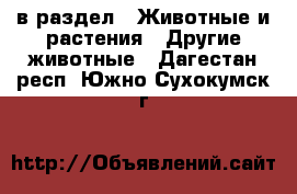 в раздел : Животные и растения » Другие животные . Дагестан респ.,Южно-Сухокумск г.
